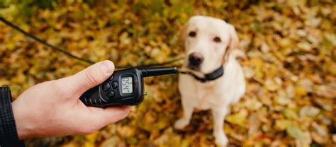 The 8 Best Dog Training Collars of 2024 .